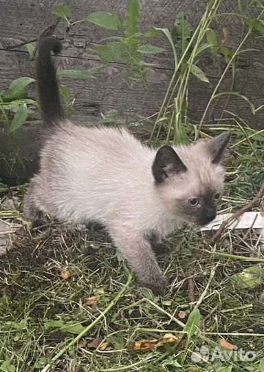 Сиамский котёнок. Принесёт удачу