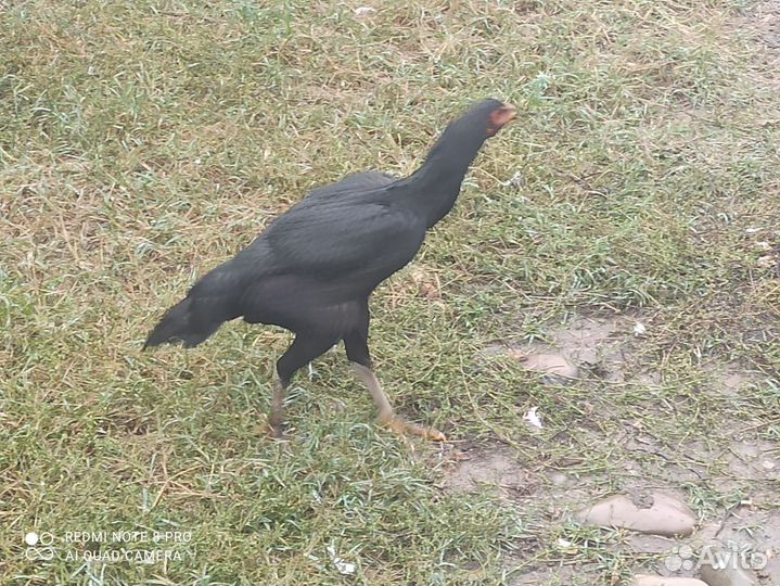 Бойцовые куры