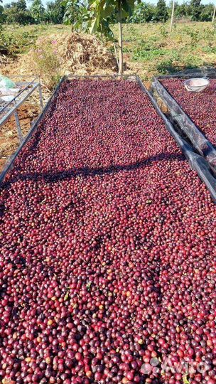 Зелёный кофе в зёрнах опт