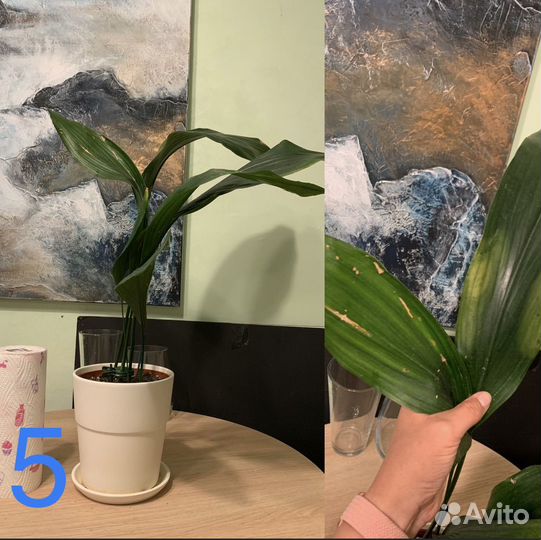 Комнатные растения