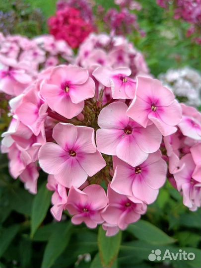 Флоксы, разные сорта