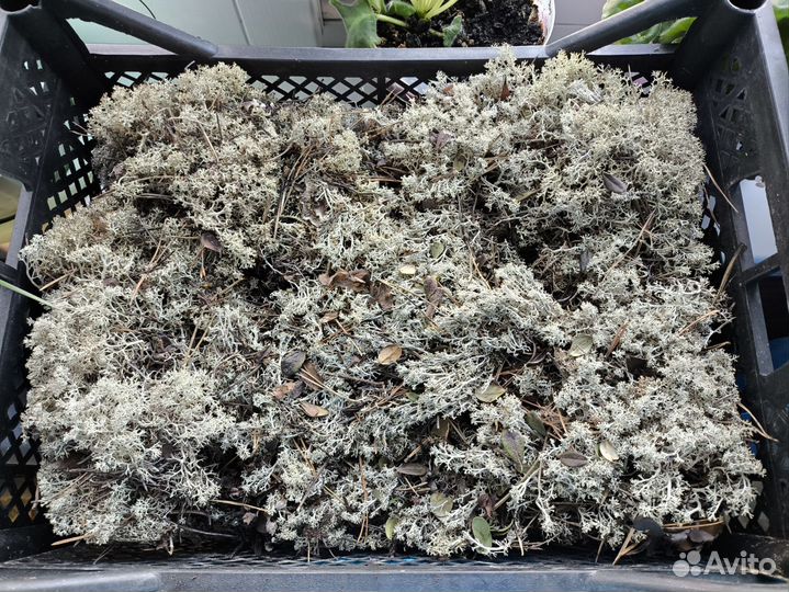 Мох ягель сухой