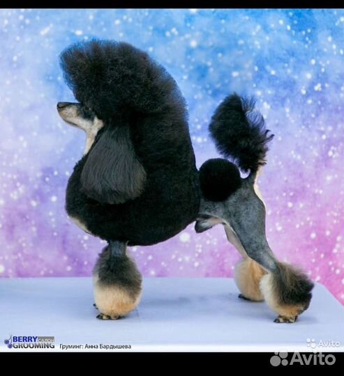 Той Пудель редкие и красивые окрасы