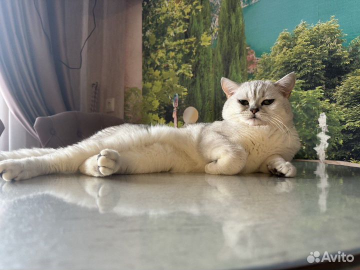 Шотландский кот на вязку