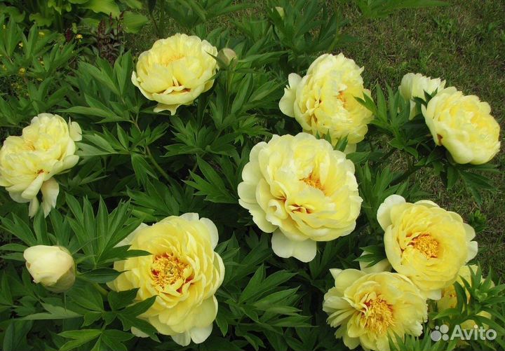 Пионы желтые саженцы