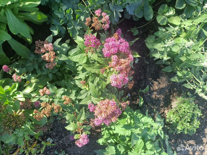 Цветущие кустарники