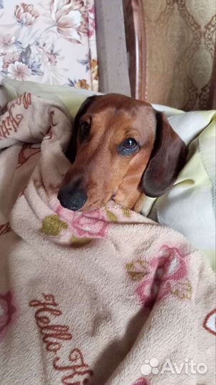 Кроличья такса. Вязка. Кобель