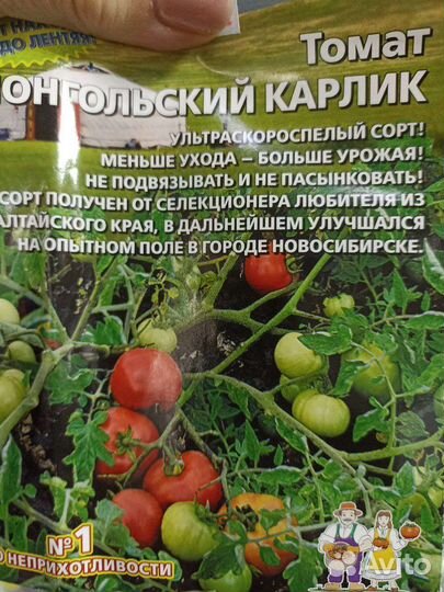 Рассада помидор