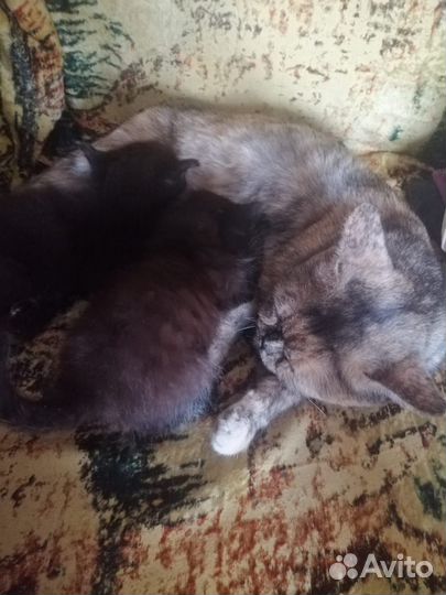 Отдам бесплатно