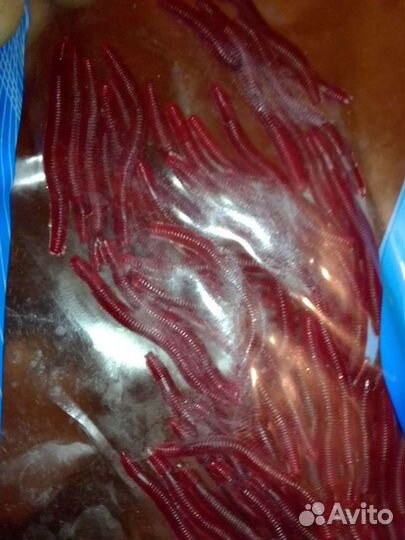 Черви для рыбалки