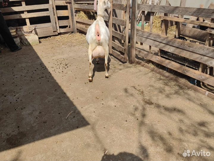 Продаются козы и козлики