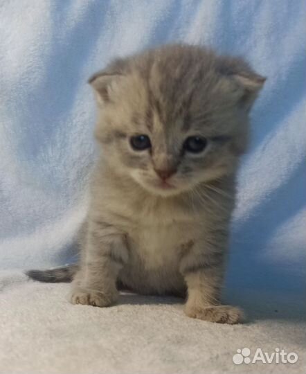 Британские котята