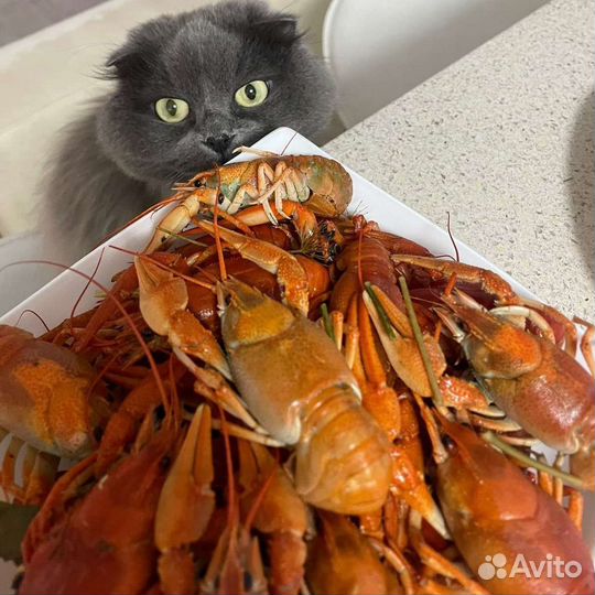 Раки живые. Раки варёные. Раки жареные. Доставка