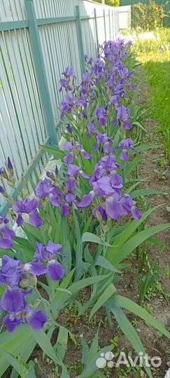 Ирисы