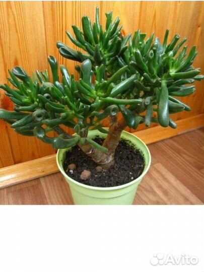 Красула хоббит детки