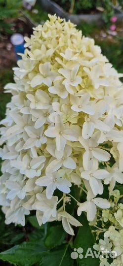 Гортензия метельчатая