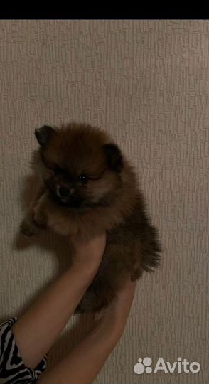 Померанский шпиц мини щенок