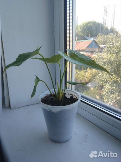 Комнатные цветы антуриум