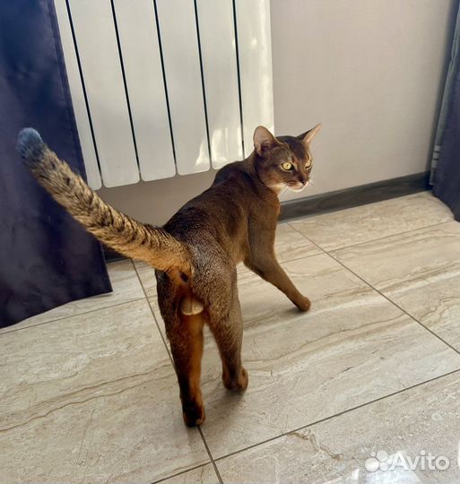 Вязка с Абиссинским котом Чемпионом