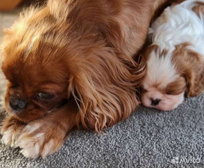 Маленькие спаниельки