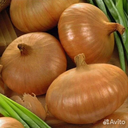 Лук Штуттгартер(семена)