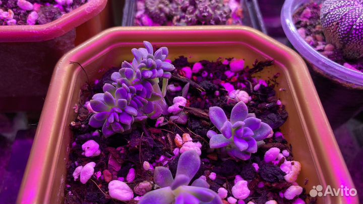 Суккуленты + алоэ