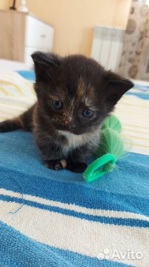 Манчкин котенок