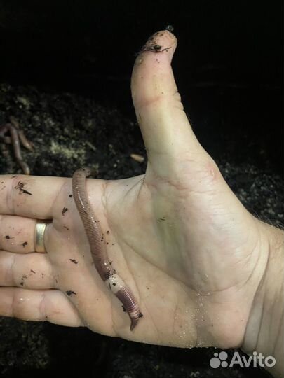 Черви для рыбалки дендробена
