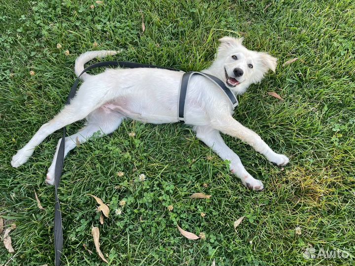 Собака в добрые руки