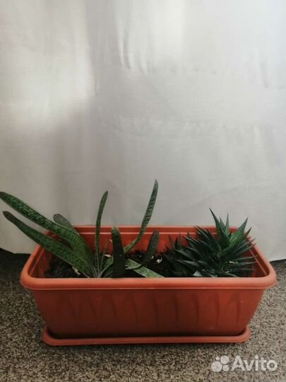 Суккуленты набор