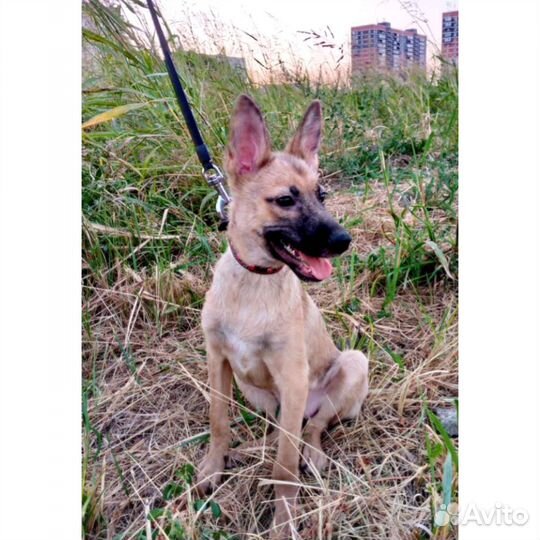 Собака метис овчарки привита