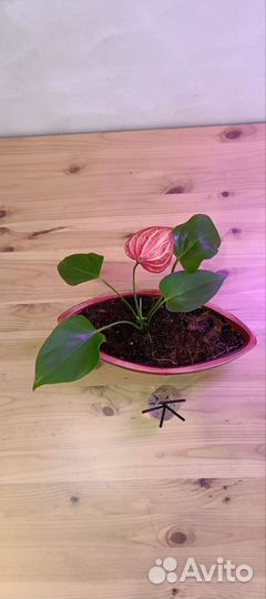 Антуриум мужское счастье