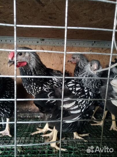 Перепелята, цыплята