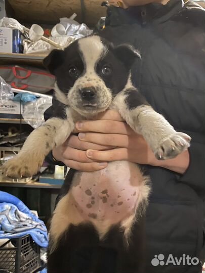 Отдам даром щенков