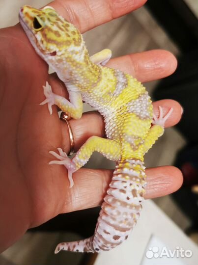 Геккон эублефар