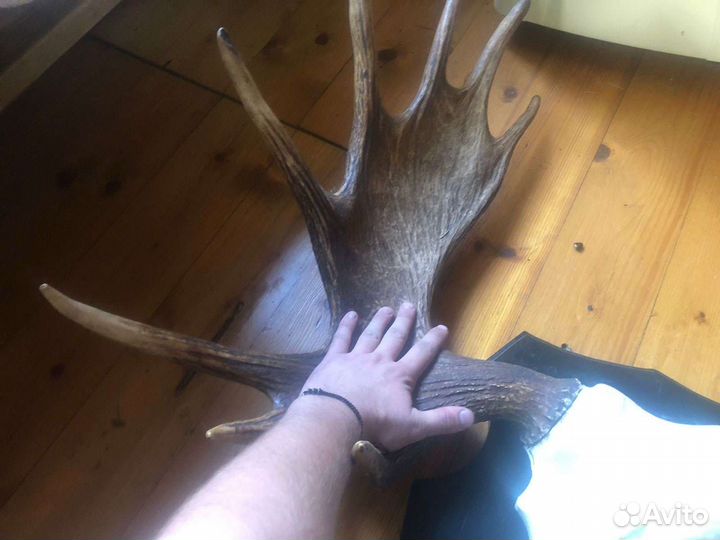 Продам рога лося с черепом на медальоне, Италия