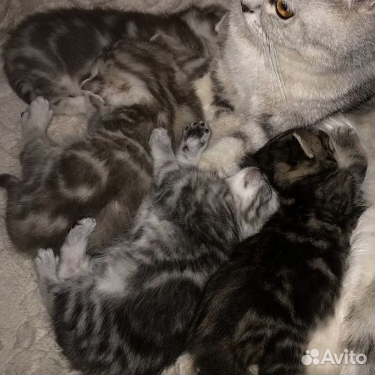 Шотландский кот вязка
