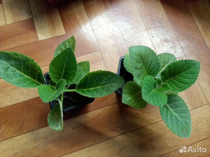 Глоксиния махровая