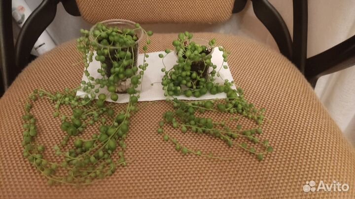 Крестовник роули