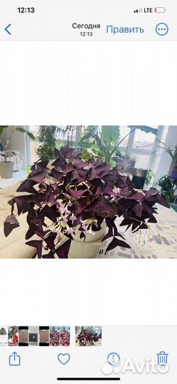 Оксалис, Кислица, Бабочка