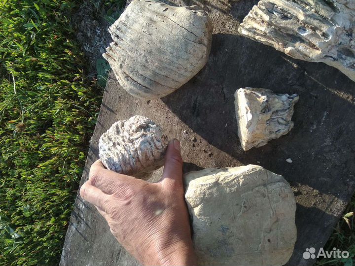 Зуб мамонта