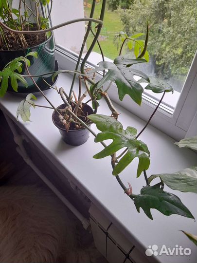 Филодендрон