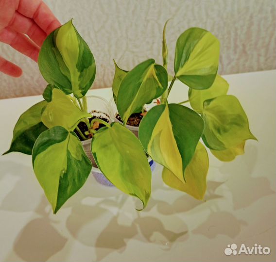 Фил пиперомия фикус ктенанта растения