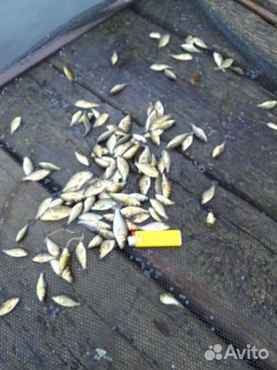 Сеголетки карпа