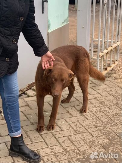 Шоколодный пёс ищет дом, выживает на ж/д вокзале