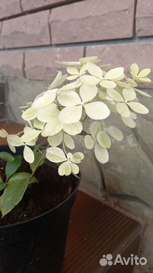 Гортензия метельчатая Полестар