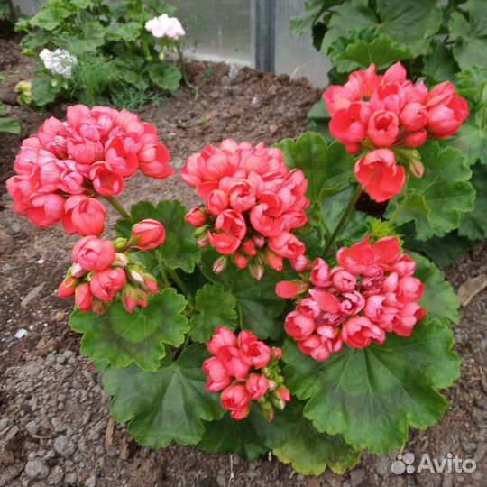 Герань тюльпановидная