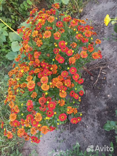 Вероника, Котовник Фассена Вербейник Александр