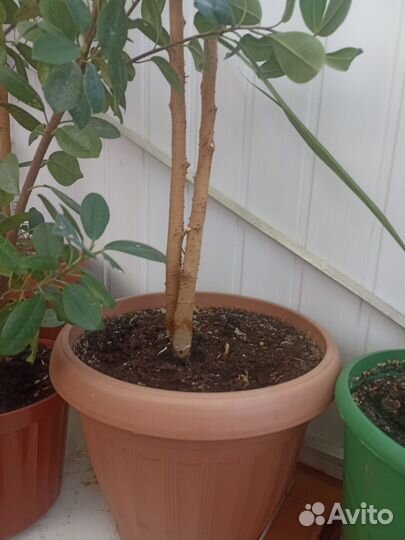 Продам фикус бенджамина