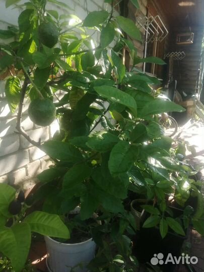 Павловский лимон